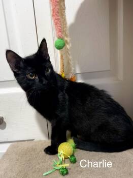 Charlie -  Domestic Short Hair and Tabby Cat for Adoption in Ringwood, New Jersey - Charlie | PetCurious