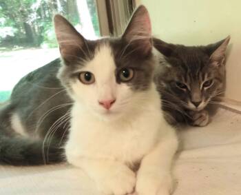 Scotty and Pepper -  Domestic Short Hair Cat for Adoption in Wayland, Massachusetts - Scotty And Pepper | PetCurious