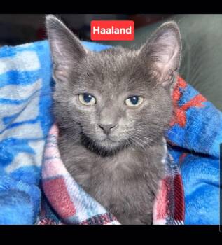 Haaland (siblings are Kane, Messi, Ronaldo, Beckham & Kova) -  Domestic Short Hair Cat for Adoption in Brighton, Michigan - Haaland (siblings Are Kane, Messi, Ronaldo, Beckham & Kova) | PetCurious