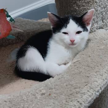 Daphnis -  Domestic Short Hair Cat for Adoption in Chicago, Illinois - Daphnis | PetCurious