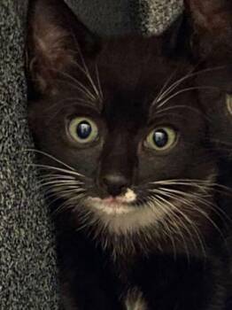 Lina -  Domestic Short Hair Cat for Adoption in Daytona Beach, Florida - Lina | PetCurious
