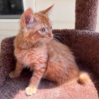 Fleetwood -  Domestic Medium Hair Cat for Adoption in Candler, North Carolina - Fleetwood | PetCurious