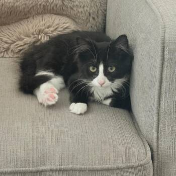 Ms. Fowl -  Domestic Medium Hair Cat for Adoption in Abbotsford, British Columbia - Ms. Fowl | PetCurious