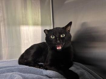LOGAN -  Domestic Short Hair Cat for Adoption in Grand Prairie, Texas - LOGAN | PetCurious