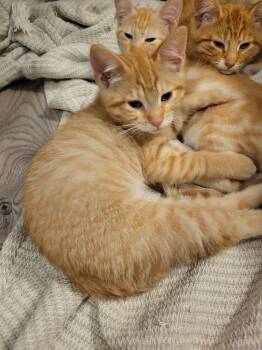 Nachos -  Domestic Short Hair Cat for Adoption in Fort Worth, Texas - Nachos | PetCurious