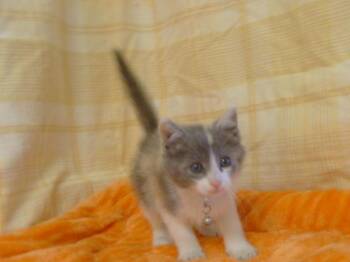 Rescue Domestic Short Hair Cats for Adoption in Sacramento, California - CALLIE | PetCurious