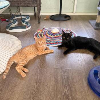 Chili con Queso -  Domestic Short Hair Cat for Adoption in Volcano, Hawaii - Chili Con Queso | PetCurious
