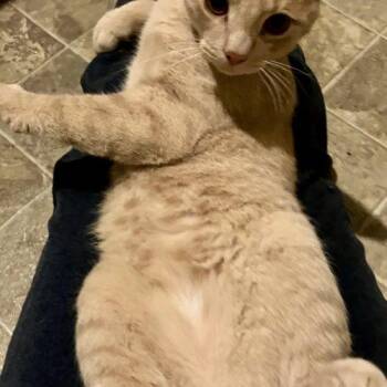 Buff Boy -  Domestic Short Hair Cat for Adoption in Seven Valleys, Pennsylvania - Buff Boy | PetCurious
