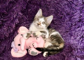 Ally -  Turkish Van and Domestic Short Hair Cat Available for Adoption in St. Augustine, Florida - Ally | PetCurious