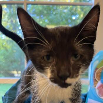 Anchor (Bonded to Tiller) -  Domestic Short Hair Cat for Adoption in Concord, New Hampshire - Anchor (Bonded To Tiller) | PetCurious