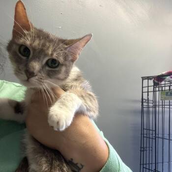 Domestic Short Hair Cats Available for Adoption in Summerlee, West Virginia - Fi | PetCurious