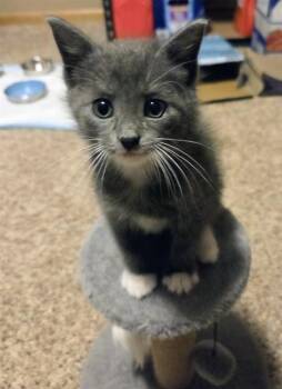 SPIDERMAN -  Domestic Short Hair Cat for Adoption in Omaha, Nebraska - SPIDERMAN | PetCurious