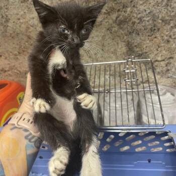 Mercedes -  Domestic Short Hair Cat for Adoption in Dickinson, Texas - Mercedes | PetCurious