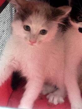 Domestic Short Hair Cats Available for Adoption in Houston, Texas - A656653 | PetCurious