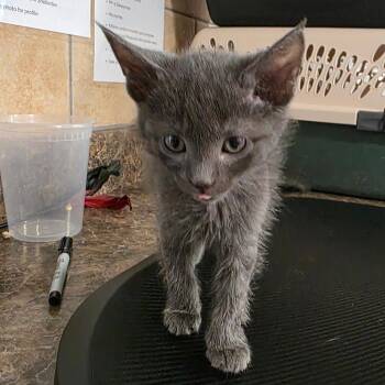 Domestic Short Hair Cats Available for Adoption in Eureka Springs, Arkansas - Vileplume | PetCurious