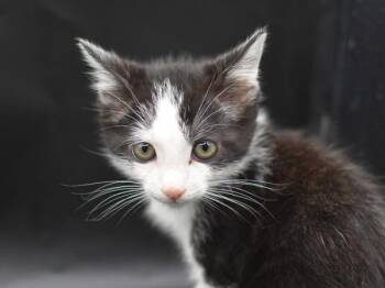 Doodle -  Domestic Short Hair Cat for Adoption in Portland, Oregon - Doodle | PetCurious
