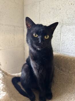 Rescue Domestic Short Hair Cats for Adoption in Ontario, California - Jada | PetCurious