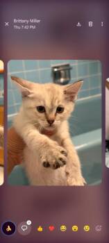 Fortune -  Domestic Short Hair Cat for Adoption in Parker, Colorado - Fortune | PetCurious