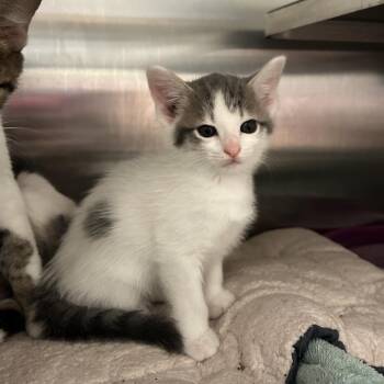 Evelyne -  Domestic Short Hair Cat for Adoption in Bristol, Indiana - Evelyne | PetCurious