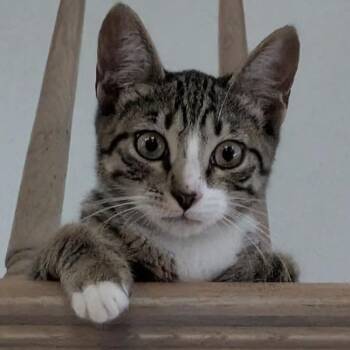 Lynx -  American Shorthair Cat for Adoption in Minneapolis, Minnesota - Lynx | PetCurious