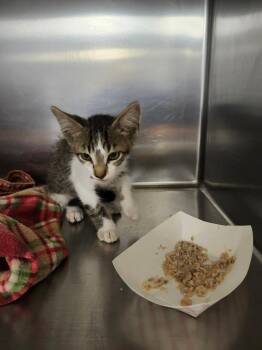 PEEWEE -  Domestic Short Hair Cat for Adoption in Lockhart, Texas - PEEWEE | PetCurious