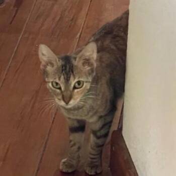 Maya Honduras -  Domestic Short Hair Cat Available for Adoption in Denver, Colorado - Maya Honduras | PetCurious