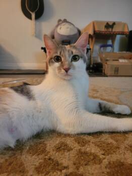 Rescue Domestic Short Hair Cats for Adoption in Ridgecrest, California - Elizabeth | PetCurious