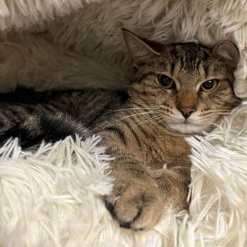 Domestic Short Hair Cats Available for Adoption - Boca | PetCurious