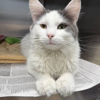 Chooch -  Domestic Long Hair Cat for Adoption in Exeter, Rhode Island - Chooch | PetCurious