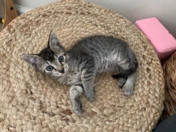 BERNARDO* -  Domestic Short Hair Cat for Adoption in Santa Cruz, California - BERNARDO* | PetCurious