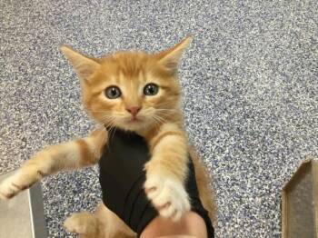 A1915079 -  Domestic Short Hair Cat for Adoption in Thousand Palms, California - A1915079 | PetCurious