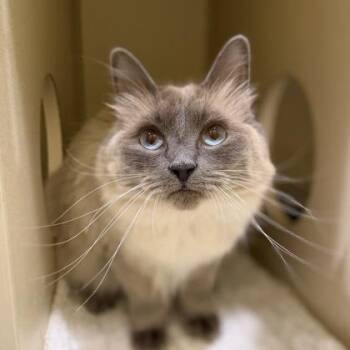Ragdoll Cats Available for Adoption in Sacramento, California - Layla | PetCurious