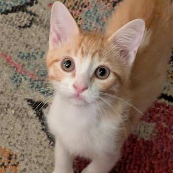 George -  Domestic Short Hair Cat for Adoption in Kerrville, Texas - George | PetCurious
