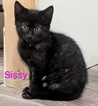 Domestic Short Hair Cats Available for Adoption in Hamilton, Ohio - Sissy | PetCurious