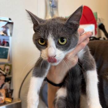 Marnie -  Domestic Short Hair Cat for Adoption in Louisville, Kentucky - Marnie | PetCurious