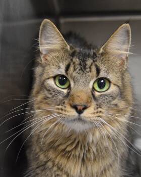 Grilled Cheese -  Domestic Medium Hair Cat for Adoption - Grilled Cheese | PetCurious