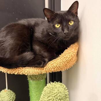 Domestic Short Hair Cats Available for Adoption in Murfreesboro, Tennessee - Binx | PetCurious