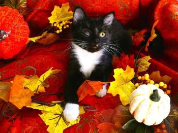 Tuxina -  Domestic Medium Hair Cat for Adoption in Greensboro, North Carolina - Tuxina | PetCurious