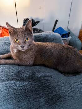 Domestic Short Hair and Russian Blue Cats Available for Adoption in New York, New York - Emerson - Velcro Kitty | PetCurious