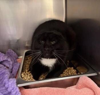 Avocado -  Domestic Short Hair Cat for Adoption in Black Eagle, Montana - Avocado | PetCurious