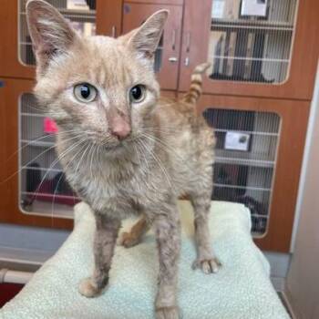 Toad -  Domestic Short Hair Cat for Adoption in Rochester, Minnesota - Toad | PetCurious