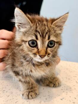 Cava -  Extra Toes Cat Hemingway Polydactyl Cat for Adoption in Cape Coral, Florida - Cava | PetCurious