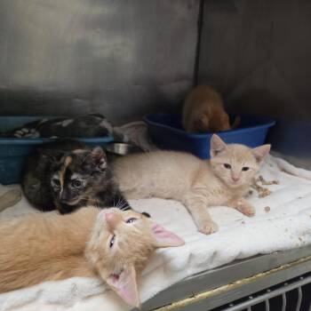 Moana -  Domestic Short Hair Cat for Adoption in New York, New York - Moana | PetCurious