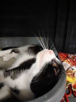 Cream Puff -  Domestic Short Hair Cat for Adoption in Cleveland, Ohio - Cream Puff | PetCurious