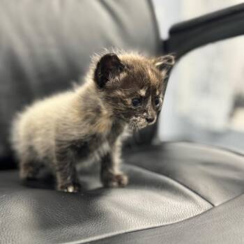 Zephyra -  Siamese Cat for Adoption in Chico, California - Zephyra | PetCurious