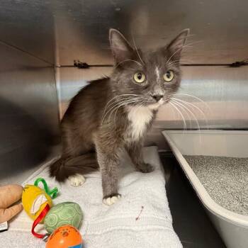 Sheeri -  Domestic Medium Hair Cat for Adoption in Buffalo, New York - Sheeri | PetCurious
