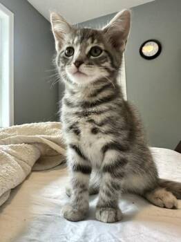 Grace -  Domestic Short Hair Cat for Adoption in Blaine, Minnesota - Grace | PetCurious