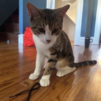Tabby Cats Available for Adoption in East Orange, New Jersey | PetCurious