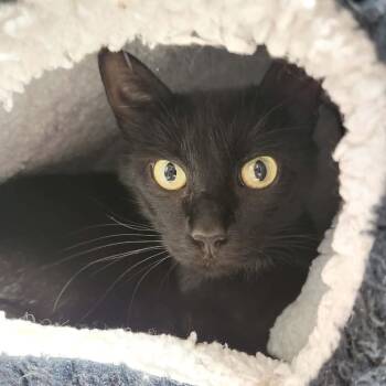 Domestic Short Hair Cats Available for Adoption in Belleville, Illinois - Sabrina | PetCurious