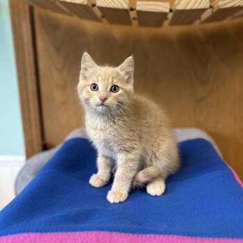 Domestic Short Hair Cats Available for Adoption in Fargo, North Dakota - Wall-E--In Foster***ADOPTION PENDING*** | PetCurious